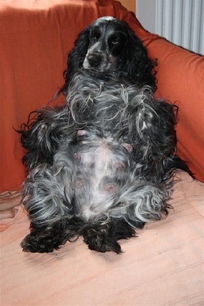 premiers chiots